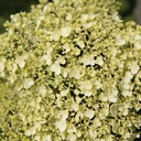 Hydrangea arborescens Proven Winners® STRONG ANNABELLE (PBR) cont. 10L deco 60/+ cm +ф