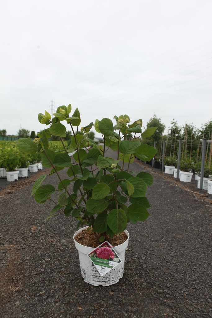 [P] Hydrangea arborescens Proven Winners® PINK ANNABELLE (PBR) cont. 10L deco 50-60 cm +p