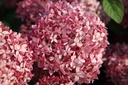 Hydrangea arborescens Proven Winners® PINK ANNABELLE (PBR) cont. 10L deco 50-60 cm +p