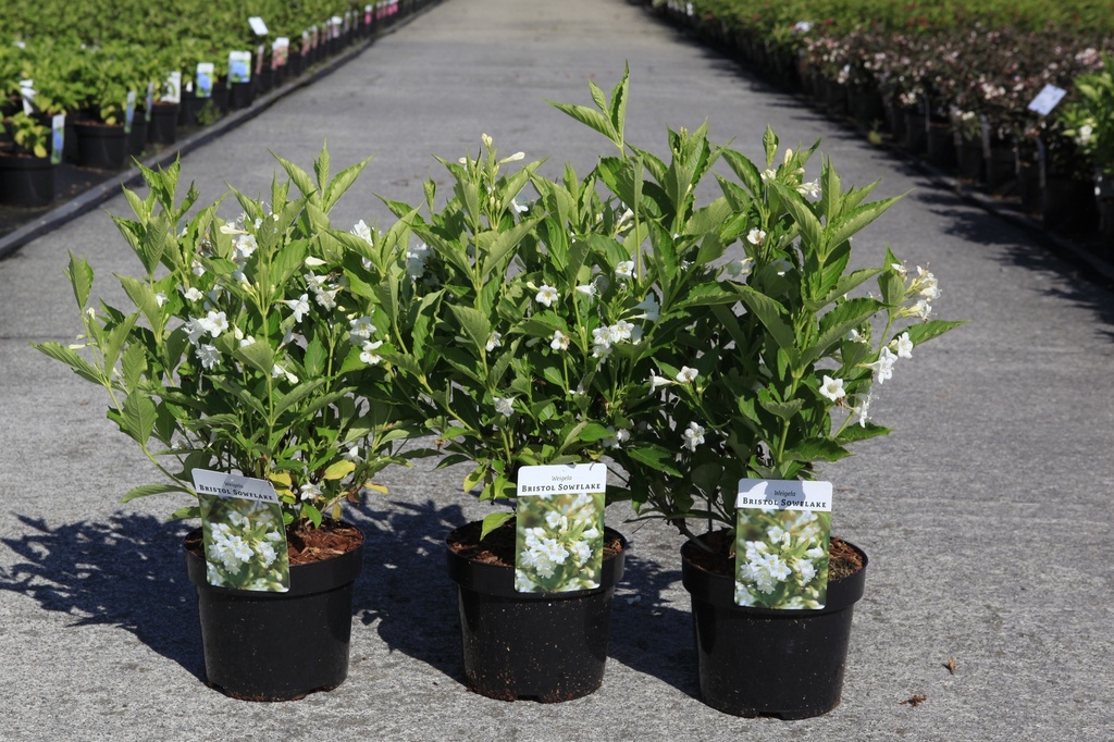[P] Weigela 'Bristol Snowflake' Kont. 3,6L 40-50 cm +B