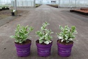 Hydrangea macrophylla First Editions® 'Light-O-Day' cont. 3,6L deco 25-30 cm +p