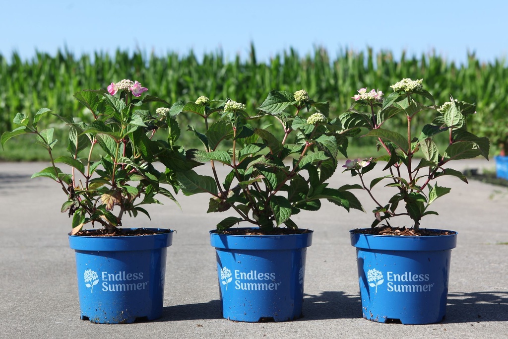 Hydrangea macrophylla Endless Summer® TWIST & SHOUT cont. 3L Endless Summer® (pink) +p