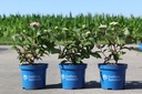 Hydrangea macrophylla Endless Summer® TWIST & SHOUT cont. 3L deko (rosa) +B