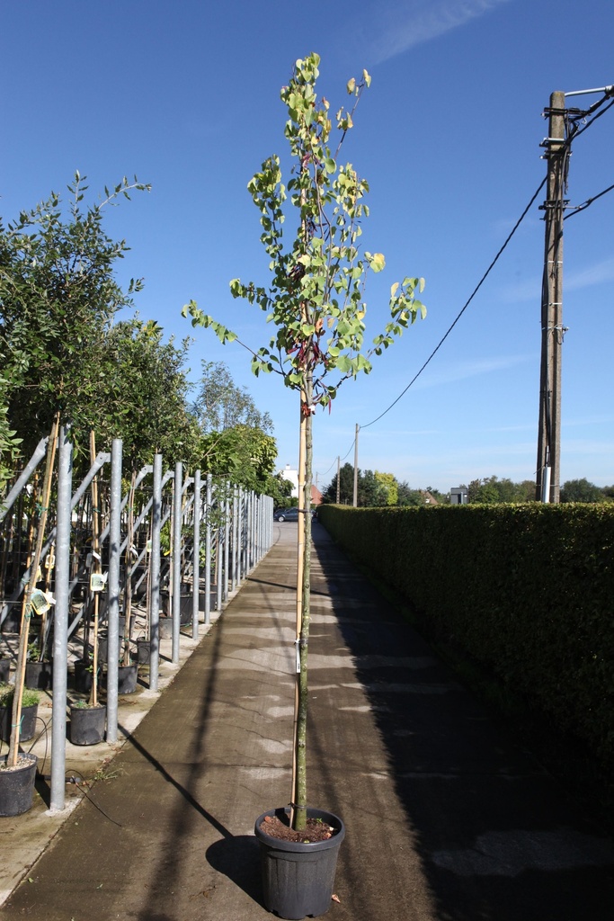 Cercis siliquastrum cont. 30L hoogstam 10-12
