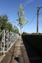Cercis siliquastrum cont. 30L hoogstam 10-12
