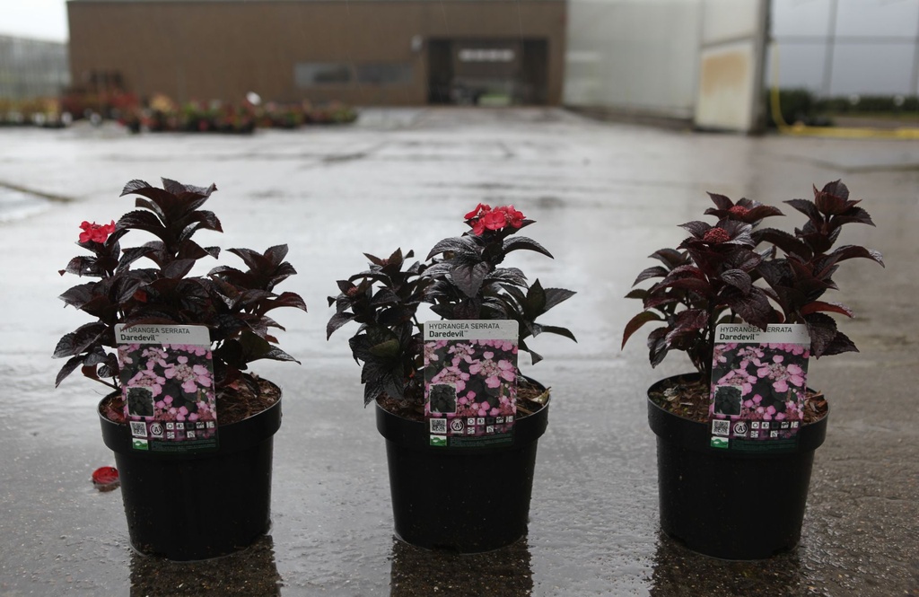 Hydrangea serrata DAREDEVIL (PBR) cont. 3,6L 30-40 cm +ф