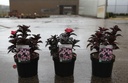 Hydrangea serrata DAREDEVIL (PBR) cont. 3,6L 30-40 cm +p