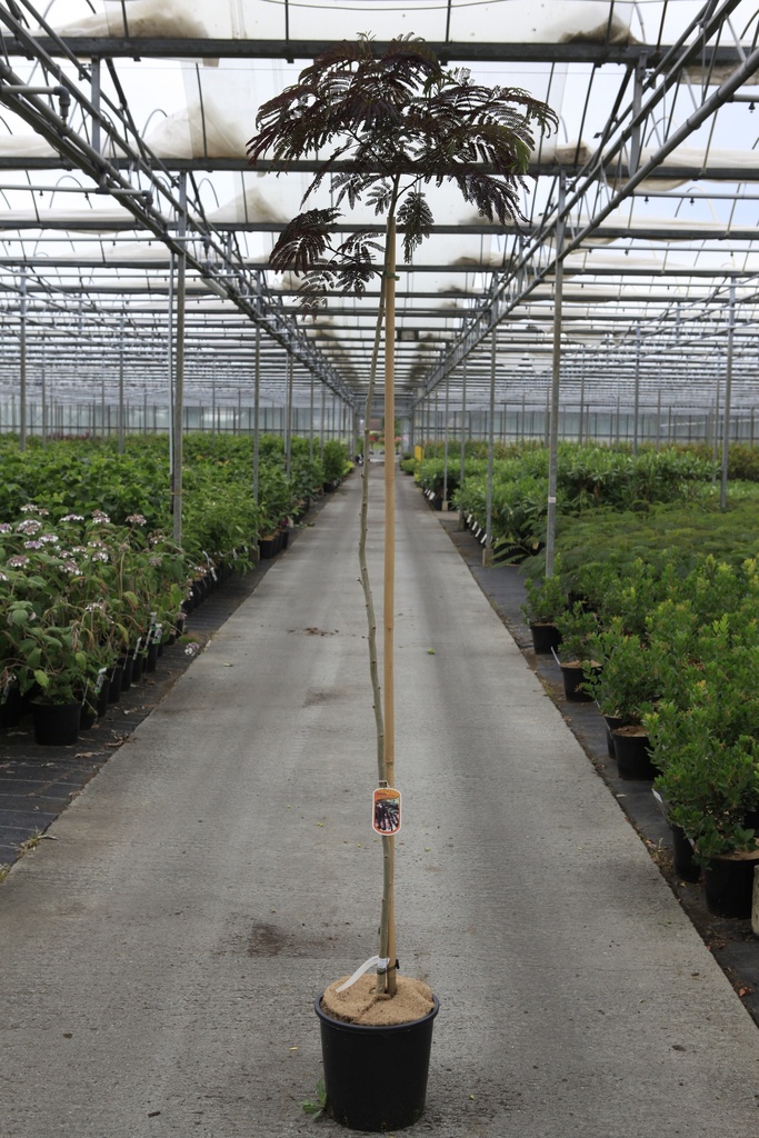 [P] Albizia julibrissin 'Summer Chocolate' (PBR) cont. 18L 125-150 cm +B