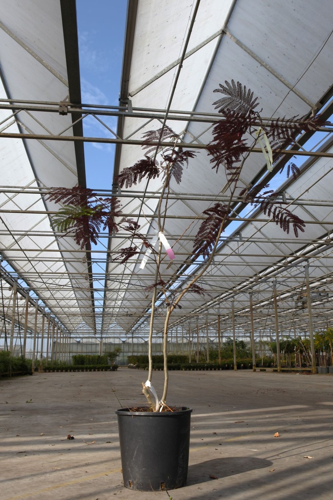 [P] Albizia julibrissin 'Summer Chocolate' (PBR) cont. 18L 125-150 cm +p