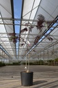 Albizia julibrissin 'Summer Chocolate' (PBR) cont. 18L 125-150 cm +p