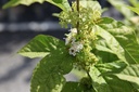 Callicarpa bodinieri MAGICAL® SNOWQUEEN (PBR) cont. 0,5L jeunes plants (P10,5)