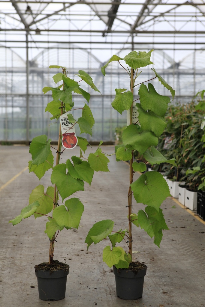 [P] Vitis coignetiae cont. 2L выс. 80-100 cm +ф