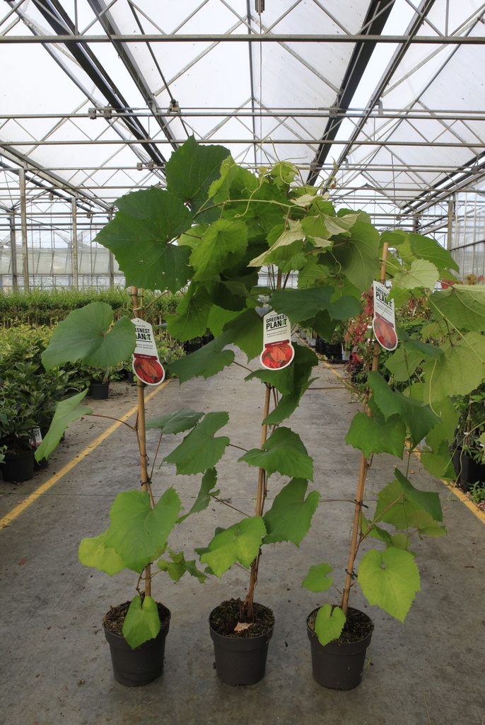 Vitis coignetiae cont. 2L hoog 80-100 cm +f