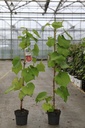 Vitis coignetiae cont. 2L выс. 80-100 cm +ф