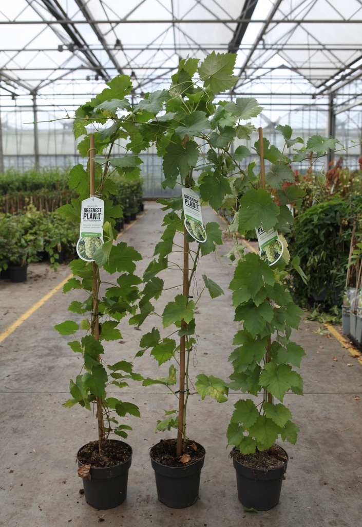 Vitis 'Vroege van der Laan' cont. 2L high 80-100 cm +ф