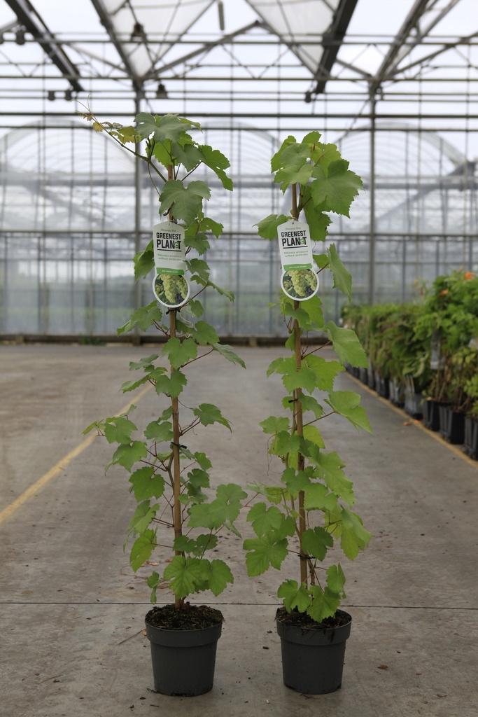 [P] Vitis 'Vroege van der Laan' cont. 2L hoog 80-100 cm +f