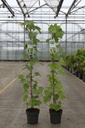 Vitis 'Vroege van der Laan' cont. 2L выс. 80-100 cm +ф