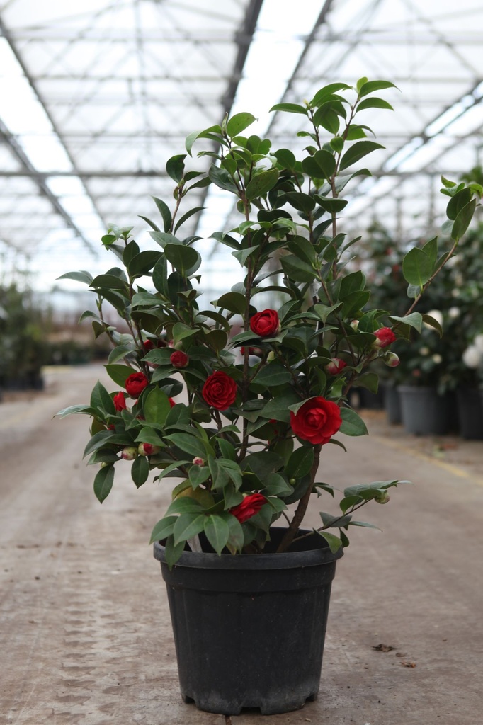 [P] Camellia japonica cont. 10L 60/+ cm