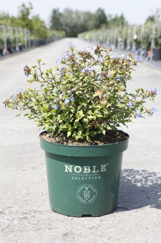 Ceratostigma willmottianum FOREST BLUE (PBR) cont. 10L 40-50 cm +ф