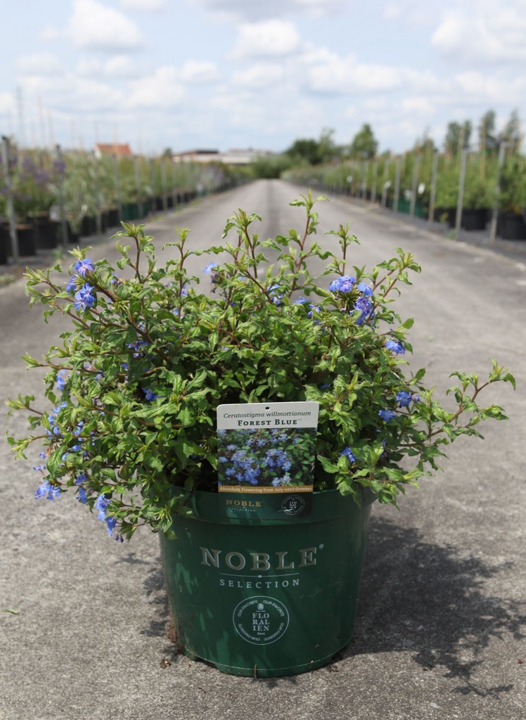 [P] Ceratostigma willmottianum FOREST BLUE (PBR) cont. 10L 40-50 cm +B