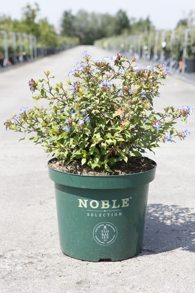 Ceratostigma willmottianum FOREST BLUE Noble® (PBR) cont. 10L 40-50 cm +ф