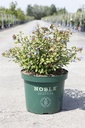 Ceratostigma willmottianum FOREST BLUE (PBR) cont. 10L 40-50 cm +ф
