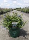 Ceratostigma willmottianum FOREST BLUE (PBR) cont. 10L 40-50 cm +p