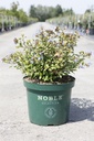 Ceratostigma willmottianum FOREST BLUE Noble® (PBR) cont. 10L 40-50 cm +p