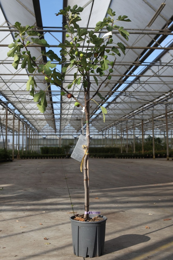 Ficus carica 'Brown Turkey' Kont. 12L Halbstamm +B