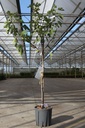 Ficus carica 'Brown Turkey' cont. 12L halfstam +f