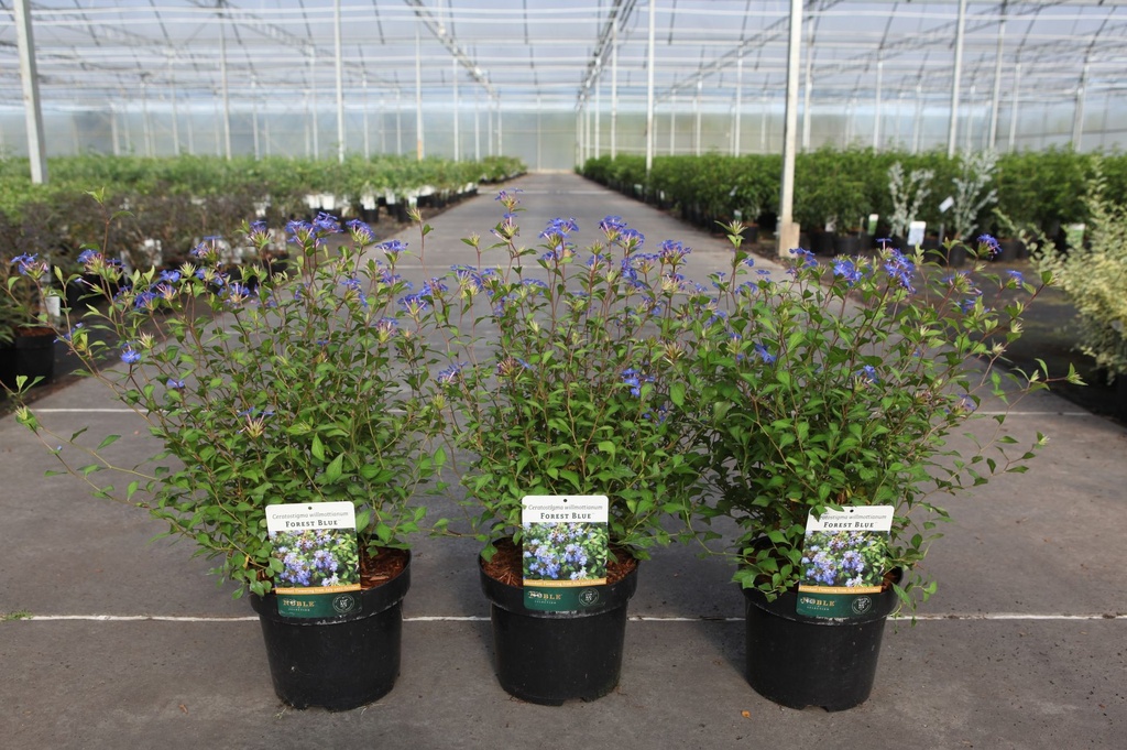 Ceratostigma willmottianum FOREST BLUE (PBR) cont. 3,6L 30-40 cm +p