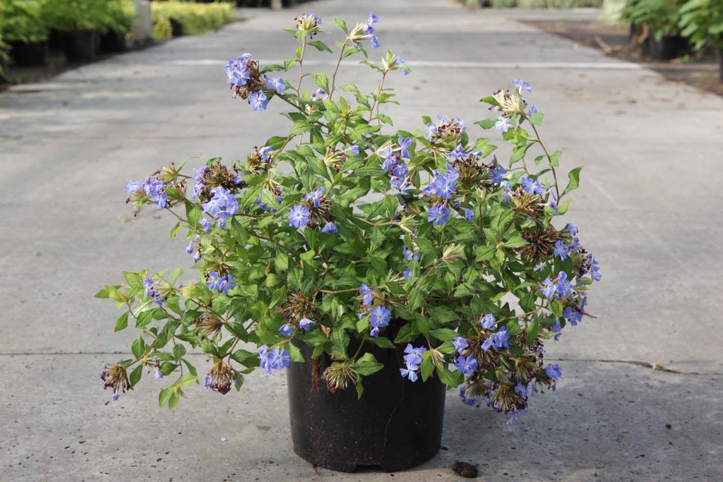 Ceratostigma willmottianum FOREST BLUE Noble® (PBR) cont. 3,6L 30-40 cm +p