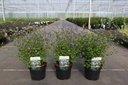 Ceratostigma willmottianum FOREST BLUE (PBR) cont. 3,6L 30-40 cm +f