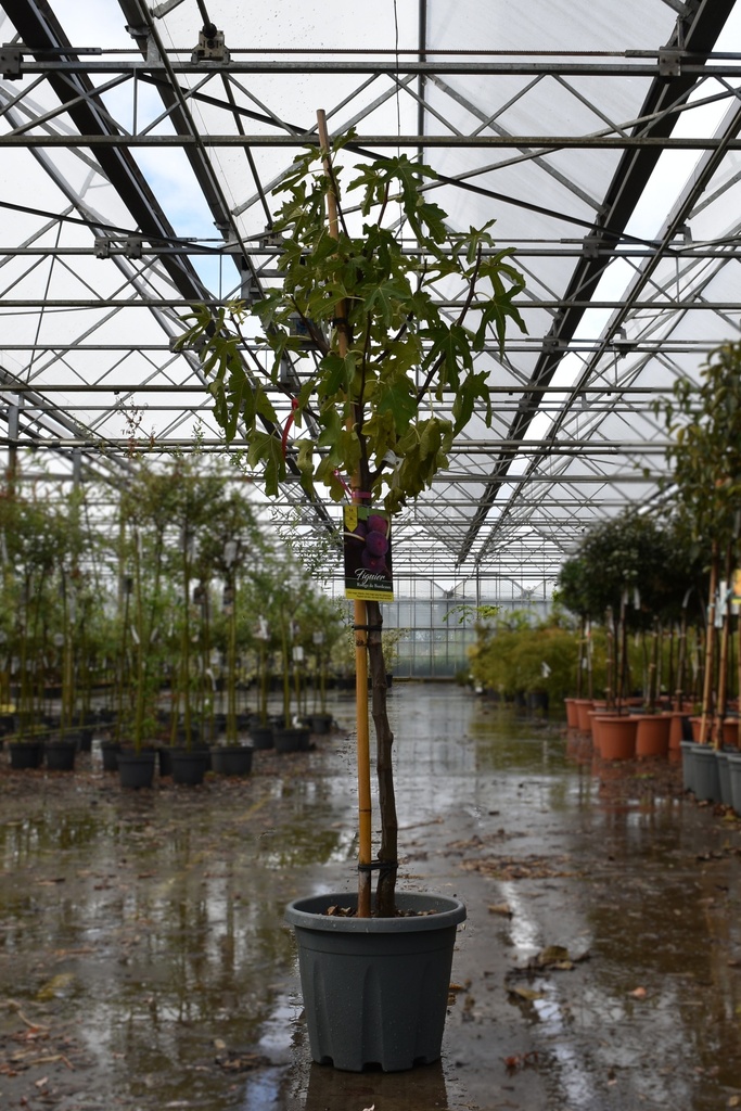 [P] Ficus carica 'Rouge de Bordeaux' cont. 12L halfstam +f