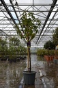 Ficus carica 'Rouge de Bordeaux' poj. 12L półpień +f