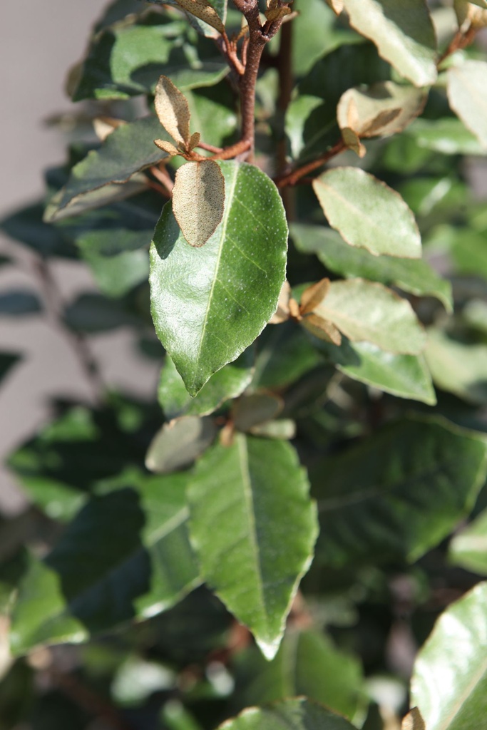 Elaeagnus ebbingei cont. 45L Halbstamm 12-14 Spalier