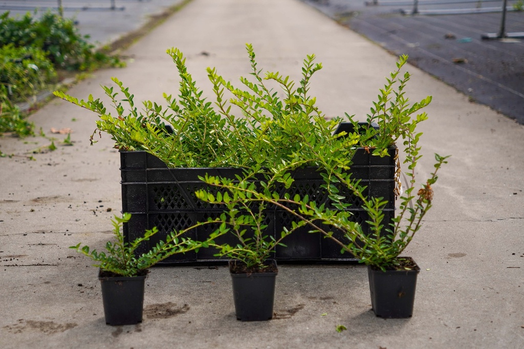 [P] Lonicera pileata cont. 0,4L (P9)