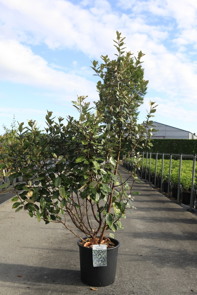 Elaeagnus ebbingei 'Compacta' cont. 25L 100/+ cm