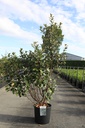 Elaeagnus ebbingei 'Compacta' cont. 25L 100/+ cm