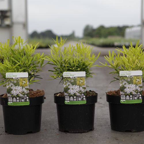 Choisya 'Aztec Gold' (PBR) cont. 3L 25-30 cm +ф