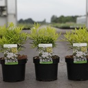 Choisya 'Aztec Gold' (PBR) cont. 3L 25-30 cm +ф