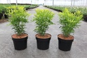 Choisya 'Aztec Gold' (PBR) cont. 3L 25-30 cm +f