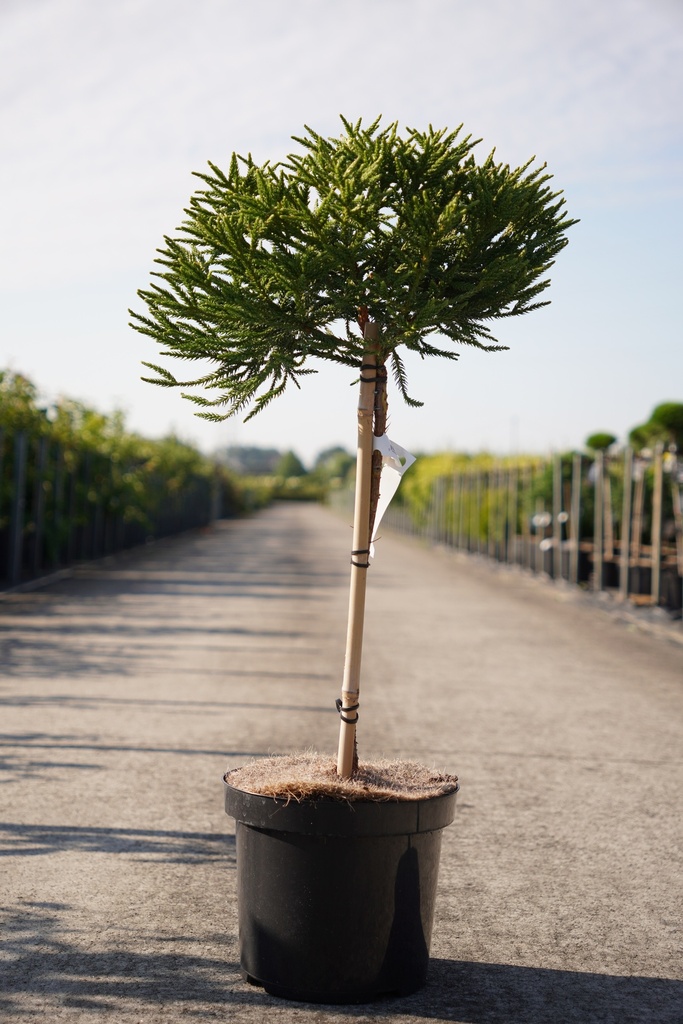 Cryptomeria japonica 'Little Champion' cont. 7,5L 40 cm standard