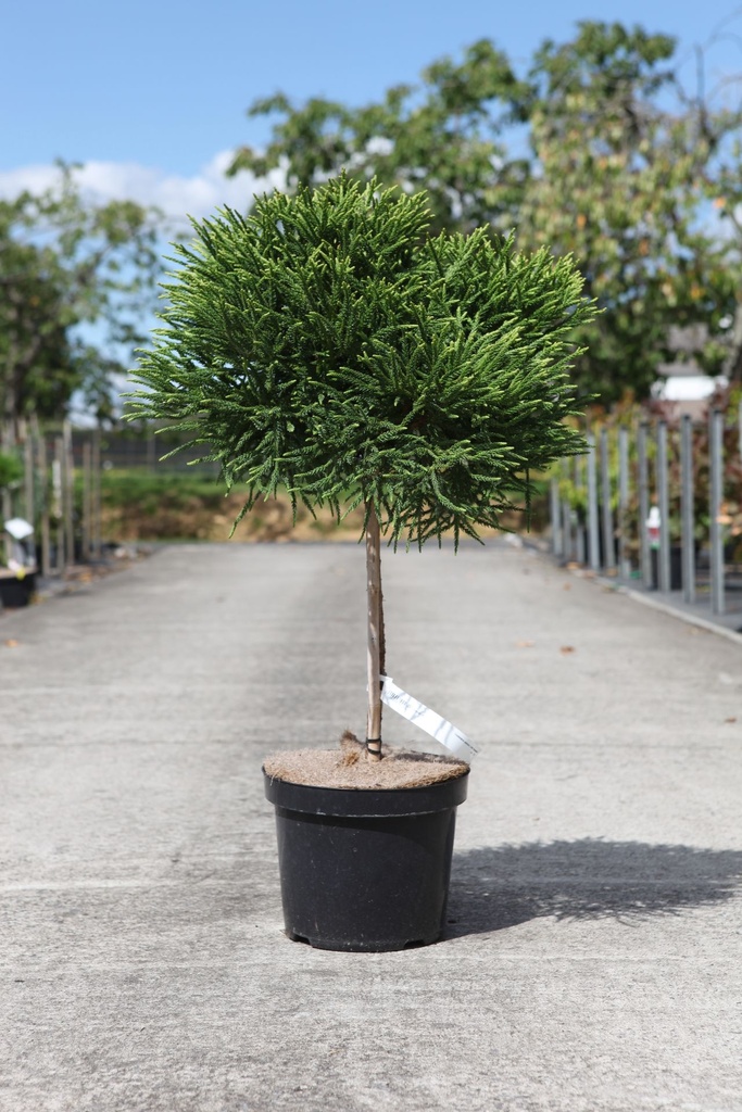 Cryptomeria japonica 'Little Champion' cont. 7,5L 40 cm tige