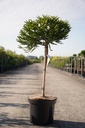 Cryptomeria japonica 'Little Champion' cont. 7,5L 40 cm standard