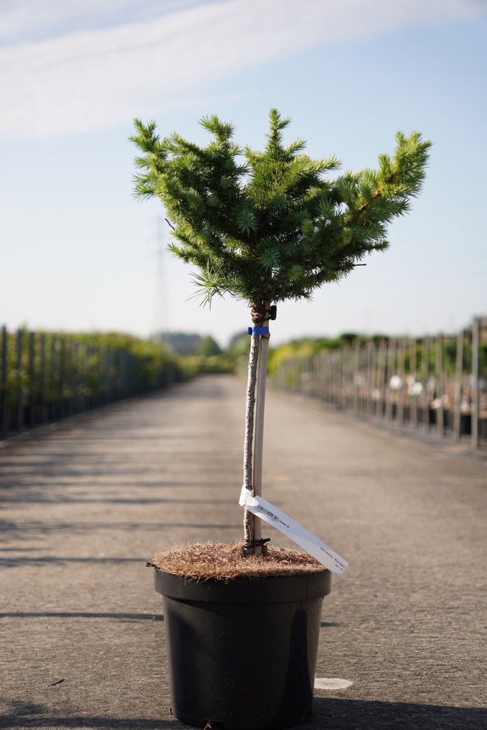 [P] Larix kaempf. 'Blue Dwarf' cont. 7,5L 40 cm tige