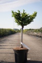 Larix kaempf. 'Blue Dwarf' Kont. 7,5L 40 cm Stamm