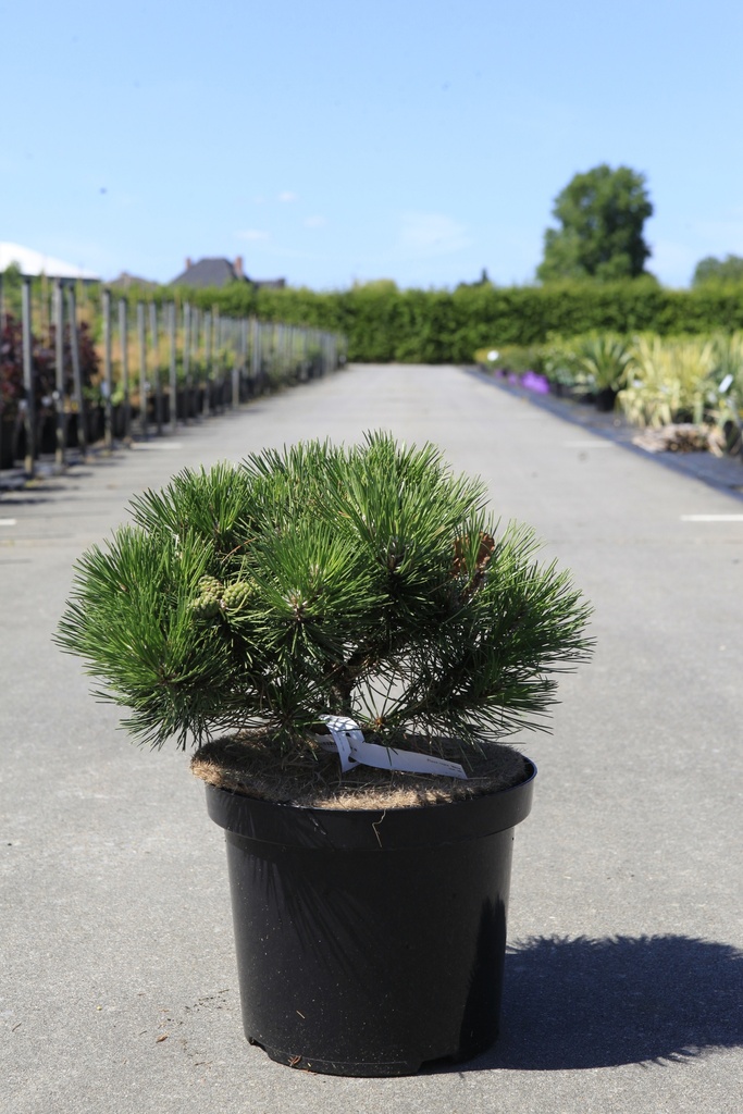 [P] Pinus nigra 'Nana' cont. 10L 30-40 cm