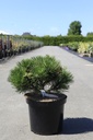Pinus nigra 'Nana' cont. 10L 30-40 cm