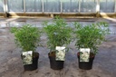 Choisya 'Aztec Pearl' cont. 3L 25-30 cm +f